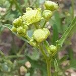 Parthenium hysterophorus flower picture by Trap Hers (cc-by-sa)