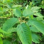 Rubus canadensis leaf picture by J Varner (cc-by-sa)