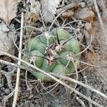 Gymnocalycium schickendantzii leaf picture by Trap Hers (cc-by-sa)