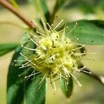 Terminalia australis flower picture by Trap Hers (cc-by-sa)