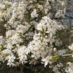 Prunus cerasifera habit picture by Johann KRAUTINGER (cc-by-sa)