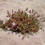 Silene sedoides habit picture by Sylvain Piry (cc-by-sa)