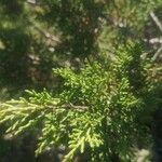 Juniperus phoenicea leaf picture by Tom Laveille (cc-by-sa)