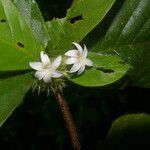 Duroia costaricensis flower picture by Nelson Zamora Villalobos (cc-by-nc)