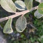 Salix repens leaf picture by Elendil (cc-by-sa)