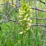 Pedicularis elongata flower picture by Frank Sundermeyer (cc-by-sa)