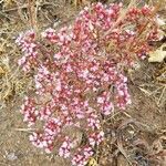 Chorizanthe staticoides flower picture by Taylor LG (cc-by-sa)