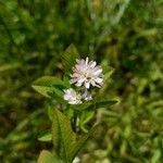 Trifolium resupinatum flower picture by friedl (cc-by-sa)