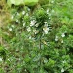 Euphrasia officinalis flower picture by Pekka Salokangas (cc-by-sa)