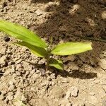 Zingiber officinale leaf picture by mosam rana (cc-by-sa)