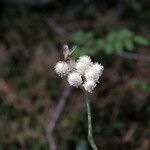 Antennaria dioica flower picture by Vera Adiantum (cc-by-sa)