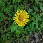 Doronicum plantagineum flower picture by isabel maria sancho (cc-by-sa)