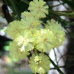 Acacia decurrens flower picture by arlas (cc-by-sa)