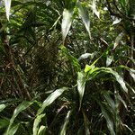 Cordyline mauritiana habit picture by E. Mouysset (cc-by-sa)