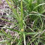 Luzula luzuloides habit picture by Tom Fisher (cc-by-sa)