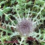 Carlina acaulis leaf picture by van den Heuvel Hans (cc-by-sa)