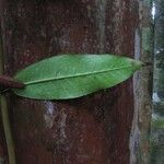 Myrcia amazonica leaf picture by J.-L. Smock (cc-by-sa)