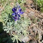 Lupinus pilosus flower picture by starkov evgenii (cc-by-sa)