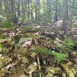 Dryopteris intermedia habit picture by Laura Bonet (cc-by-sa)