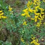 Genista germanica habit picture by fabrizio (cc-by-sa)