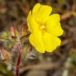 Tuberaria praecox flower picture by Martin Bishop (cc-by-sa)