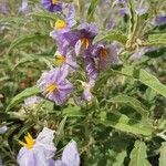 Solanum elaeagnifolium flower picture by Micha Sakharov (cc-by-sa)