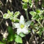 Arenaria catamarcensis flower picture by Trap Hers (cc-by-sa)