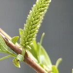 Salix alba flower picture by francois tissot (cc-by-sa)