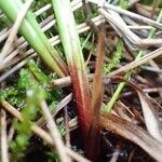 Carex nigra habit picture by Yoan MARTIN (cc-by-sa)