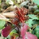 Ceratostigma plumbaginoides fruit picture by Trap Hers (cc-by-sa)