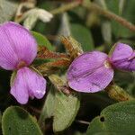 Galactia argentea flower picture by Nelson Zamora Villalobos (cc-by-nc)