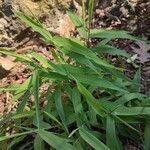 Chasmanthium latifolium leaf picture by Heather Raner (cc-by-sa)