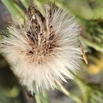 Hieracium umbellatum fruit picture by Юрий Басов (cc-by-sa)