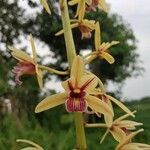 Cymbidium aloifolium flower picture by Kaushik Kumar Mech (cc-by-sa)