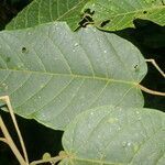 Croton billbergianus leaf picture by Nelson Zamora Villalobos (cc-by-nc)