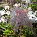 Rhododendron canescens flower picture by Therese Stewart (cc-by-sa)