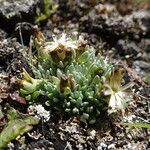 Gamochaeta lulioana habit picture by Fabien Anthelme (cc-by-sa)