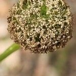 Globularia bisnagarica fruit picture by doune34160 (cc-by-sa)