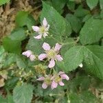 Rubus gratus flower picture by Toine Kanters (cc-by-sa)