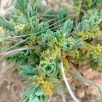 Thymelaea virescens flower picture by Daoudi Belkacem (cc-by-sa)