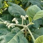 Solanum erianthum flower picture by Noel Dionson (cc-by-sa)