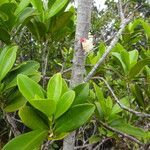 Eugenia noumeensis leaf picture by Richard Chesher (cc-by-sa)