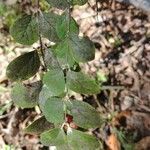 Viburnum rufidulum leaf picture by Brenda Johnson (cc-by-sa)