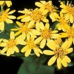 Senecio otites flower picture by Daniel Barthelemy (cc-by-nc)