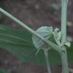 Briquetia spicata leaf picture by Nelson Zamora Villalobos (cc-by-nc)