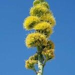 Agave deserti flower picture by John Galt (cc-by-sa)