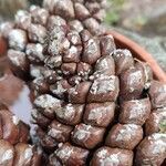 Pinus pinea fruit picture by Dieter Albrecht (cc-by-sa)