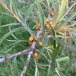 Hippophae rhamnoides fruit picture by Dario Rothauer (cc-by-sa)