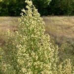 Baccharis neglecta flower picture by Lane Haden (cc-by-sa)