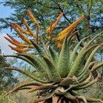 Aloe marlothii flower picture by Yves Clara (cc-by-sa)